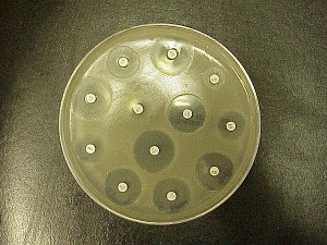 Antibiotika testas mot bakterietillväxt. Bild från NOAA via Wikimedia.
