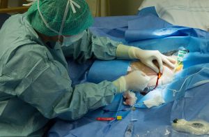 KOMPETENS SOM BEHÖVS. Snabb och smidig bedömning av utländsk vårdpersonals kompetens är bra för vården, och för integrationen (Nurseirie, Wikimedia.)